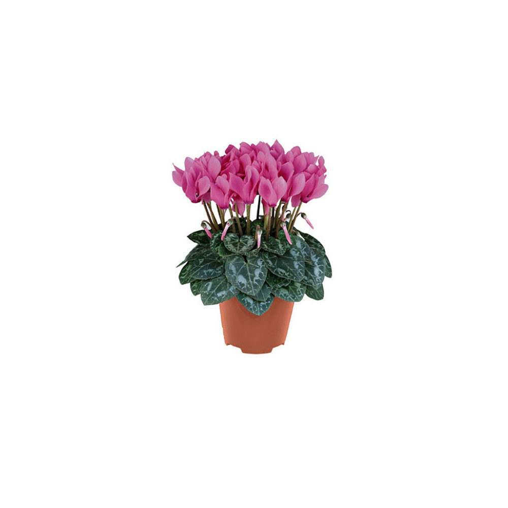 CICLAMINO SUPER SERIE VASO 10 CM