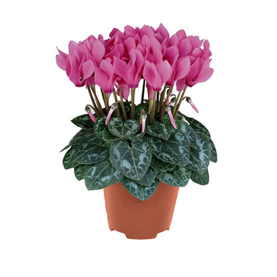 CICLAMINO SUPER SERIE VASO 10 CM