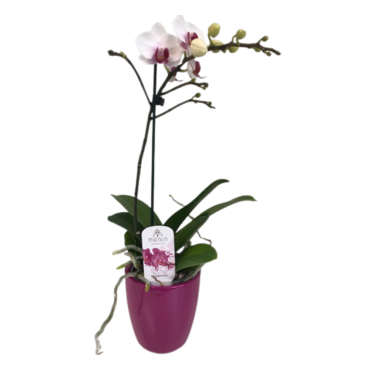 PHALAENOPSIS CASANOVA 2ST VASO 9 CM CERAMICA