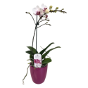 PHALAENOPSIS CASANOVA 2ST VASO 9 CM CERAMICA