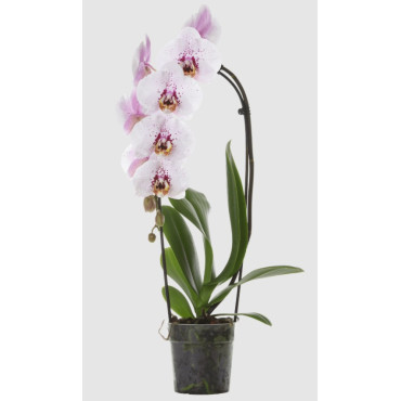 PHALAENOPSIS DANTE 1ST VASO 9 CM CERAMICA SFERA