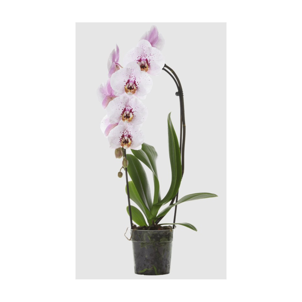 PHALAENOPSIS DANTE 1ST VASO 9 CM CERAMICA SFERA