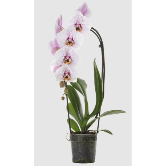 PHALAENOPSIS DANTE 1ST VASO 9 CM CERAMICA SFERA