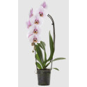 PHALAENOPSIS DANTE 1ST VASO 9 CM CERAMICA SFERA