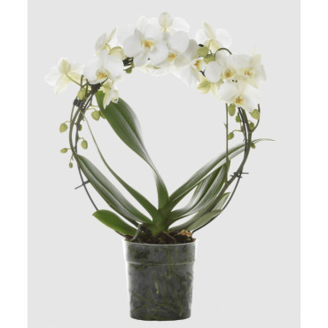 PHALAENOPSIS GIOTTO VASO 9 CM CERAMICA SFERA