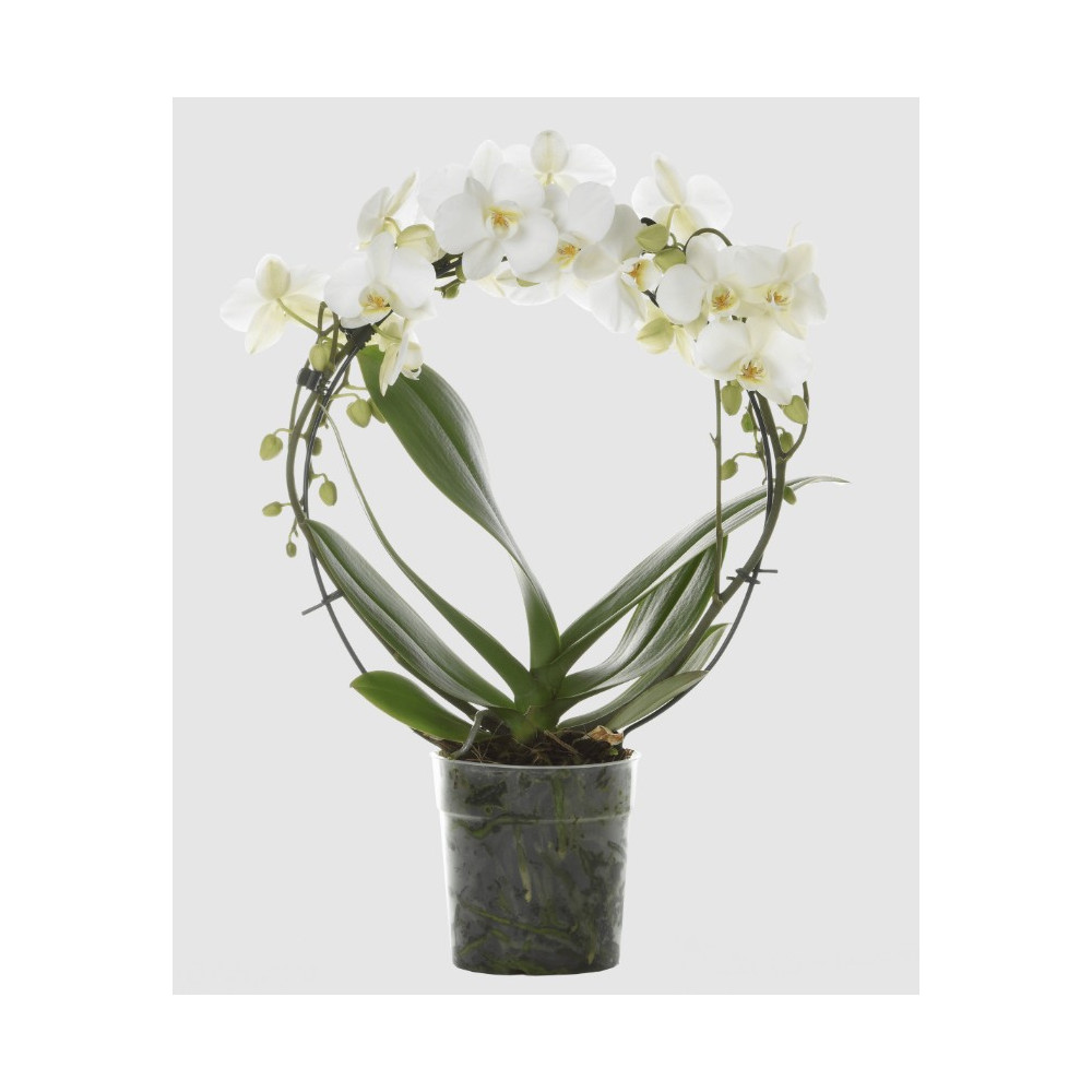 PHALAENOPSIS GIOTTO VASO 9 CM CERAMICA SFERA