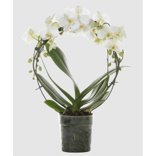 PHALAENOPSIS GIOTTO VASO 9 CM CERAMICA SFERA