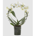 PHALAENOPSIS GIOTTO VASO 9 CM CERAMICA SFERA