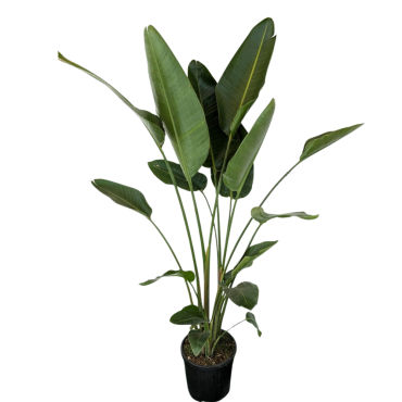 STRELITZIA NICOLAI H150 VASO 27 CM