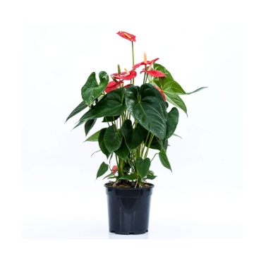 ANTHURIUM ANDREANUM VASO 24 CM