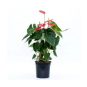 ANTHURIUM ANDREANUM VASO 24 CM