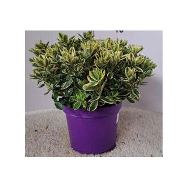HEBE VARIEGATA VASO 23 CM