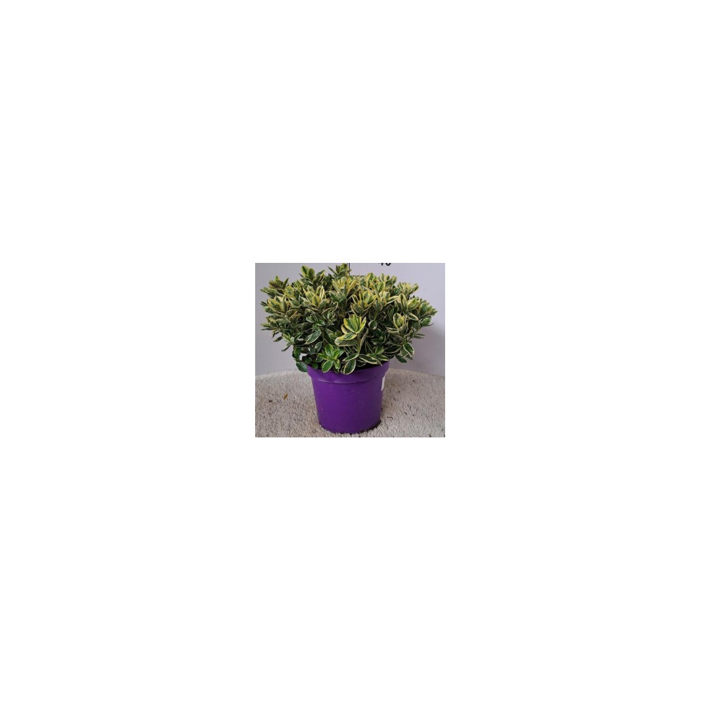 HEBE VARIEGATA VASO 23 CM