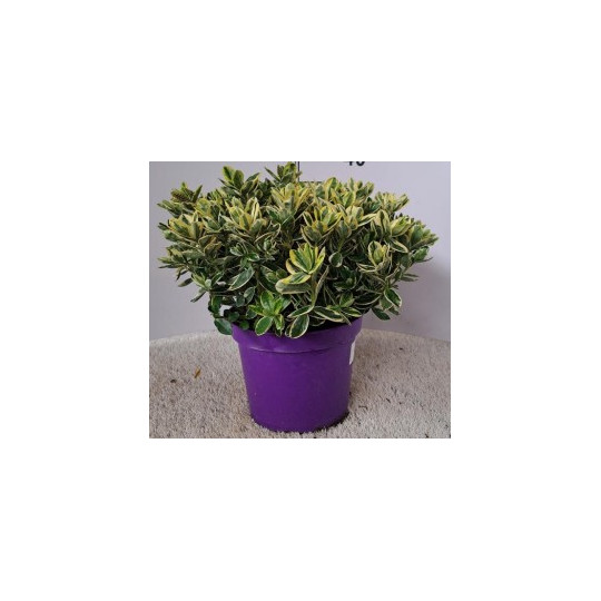 HEBE VARIEGATA VASO 23 CM