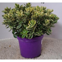 HEBE VARIEGATA VASO 23 CM
