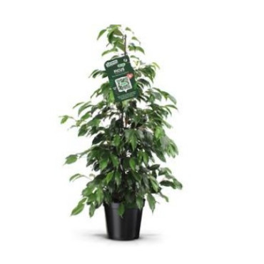 FICUS BENJAMIN FORMA PIRAMIDE VASO 21 CM