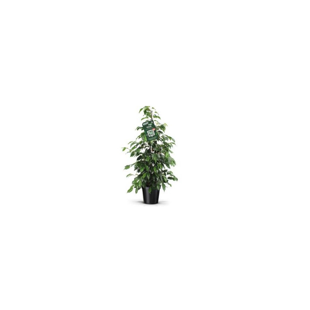 FICUS BENJAMIN FORMA PIRAMIDE VASO 21 CM