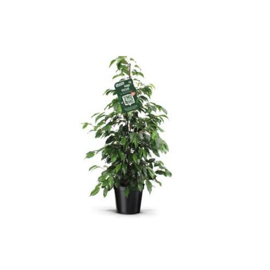 FICUS BENJAMIN FORMA PIRAMIDE VASO 21 CM