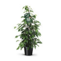 FICUS BENJAMIN FORMA PIRAMIDE VASO 21 CM