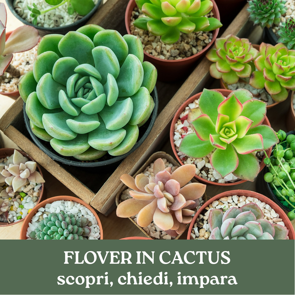 FLOVER IN CACTUS
