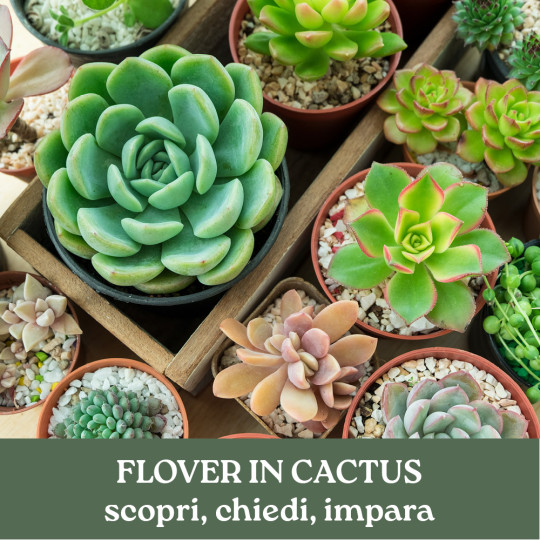 FLOVER IN CACTUS