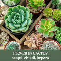 FLOVER IN CACTUS