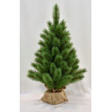 PINO EVERGREEN MINI 60 CM CON SACCO
