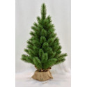 PINO EVERGREEN MINI 90 CM CON SACCO