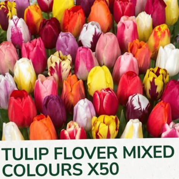 TULIP FLOVER MIXED COLOURS X50