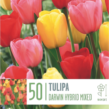 TULIP FLOVER DARWIN MIX 50PZ