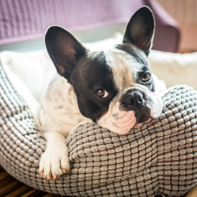 CANE CUSCINI