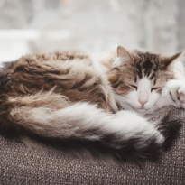 GATTO CUSCINI