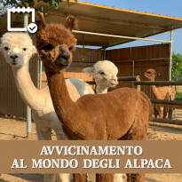 AVVICINAMENTO AL MONDO DEGLI ALPACA