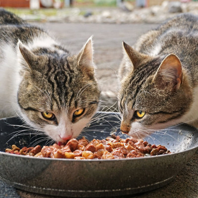 GATTO PREMIUM UMIDO