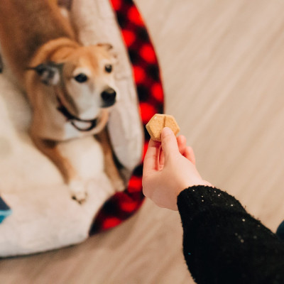CANE OSSA E SNACK