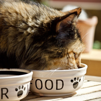 GATTO FOOD