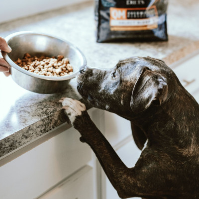 CANE PREMIUM SECCO