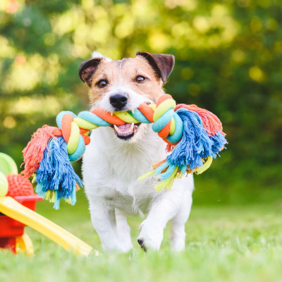 CANE ACCESSORI