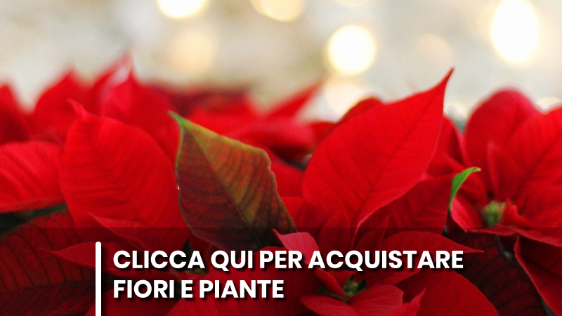 piante
